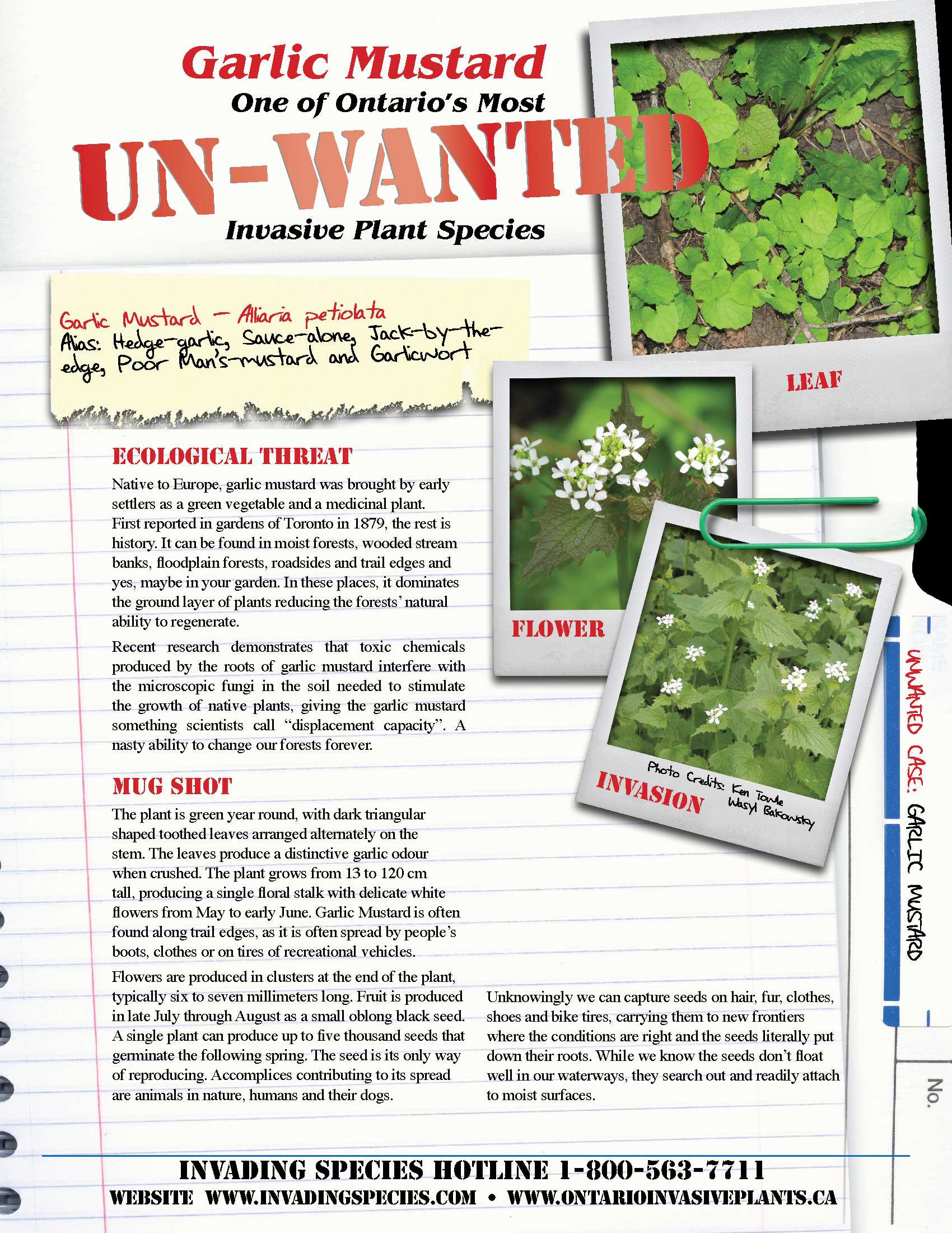 Read details of garlic mustard details of garlic mustard