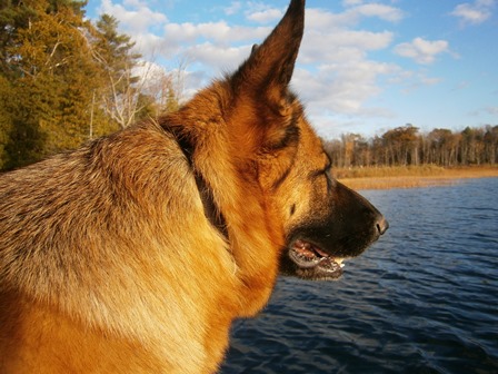 German Shepherd at lake