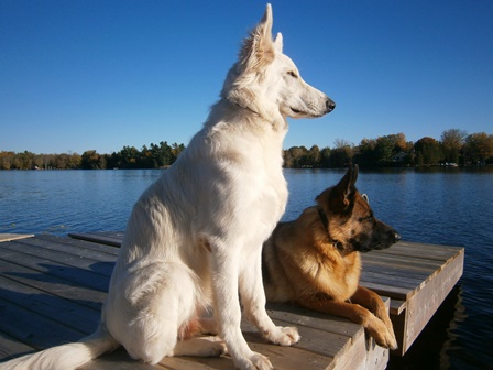 2 dogs sitting on a dock by a lake