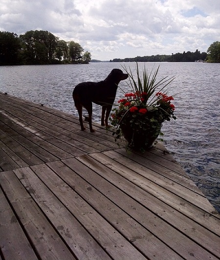 Dog at river