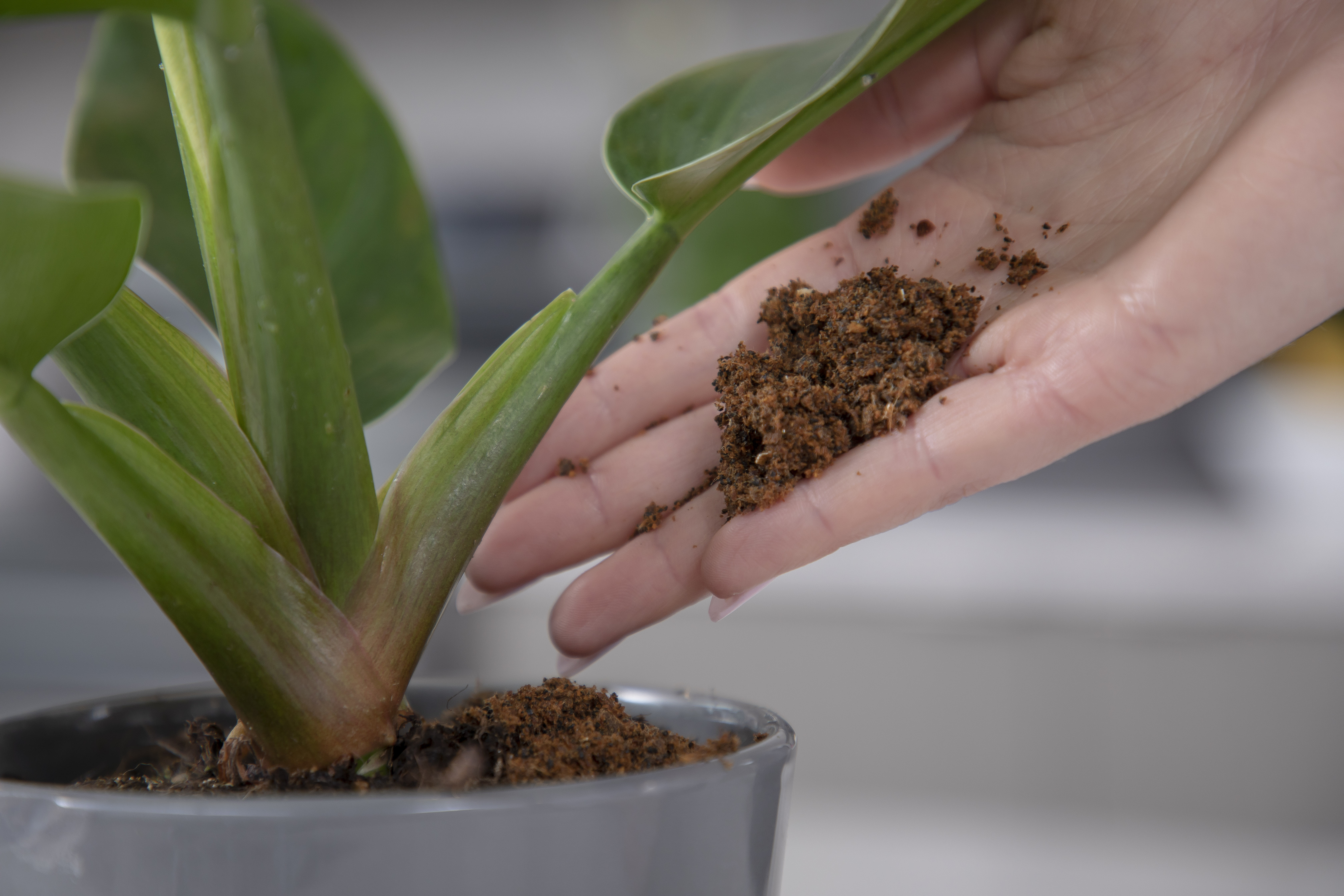 Compost being added to a flower