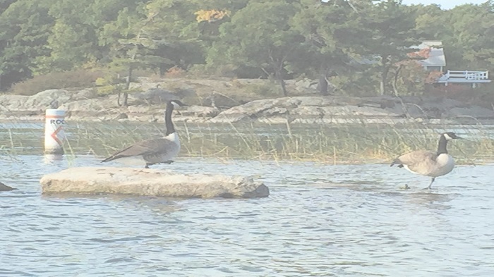 geese on rock