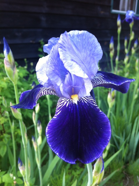 Blue iris close-up
