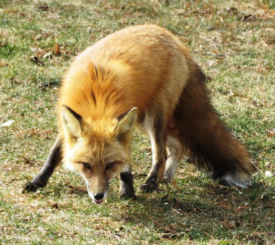 Red fox on green grass