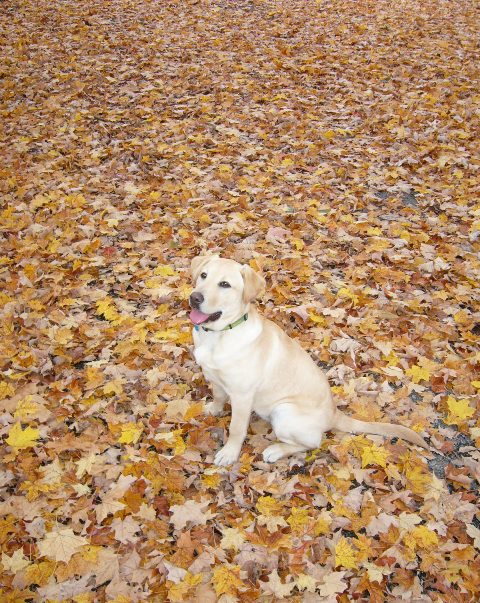Yellow lab sitting on autumn leaves