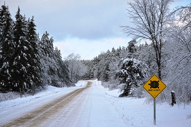 Country road in winter