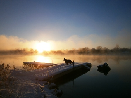 Dog on dock at sunset