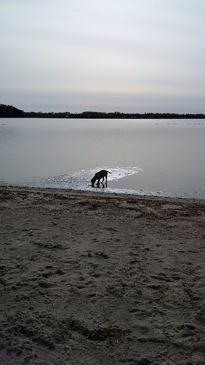 dog on beach