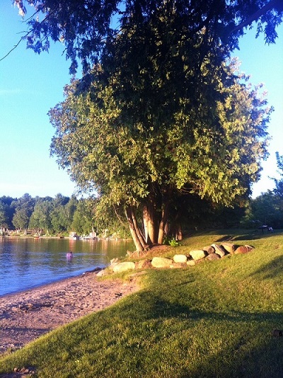 beach with tree