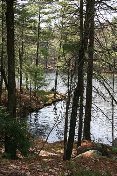 trees on shoreline