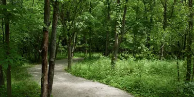 walking trail in the woods